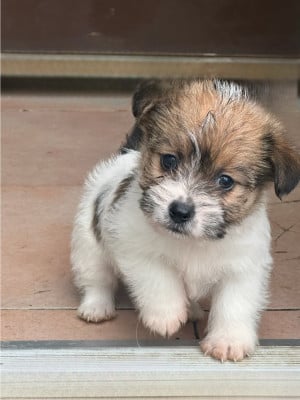 Les chiots de Jack Russell Terrier