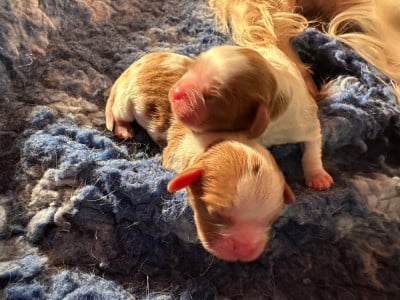 Les chiots de Cavalier King Charles Spaniel
