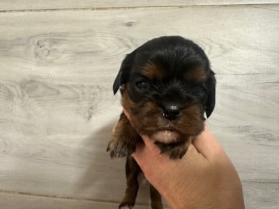CHIOT 2 - Cavalier King Charles Spaniel