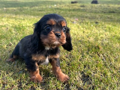 Les chiots de Cavalier King Charles Spaniel