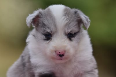 Les chiots de Border Collie