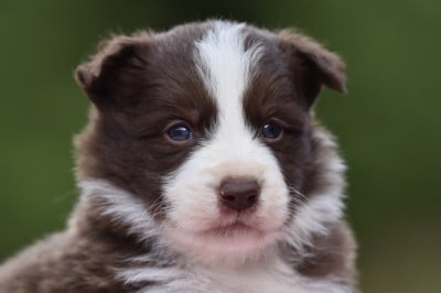 Les chiots de Border Collie
