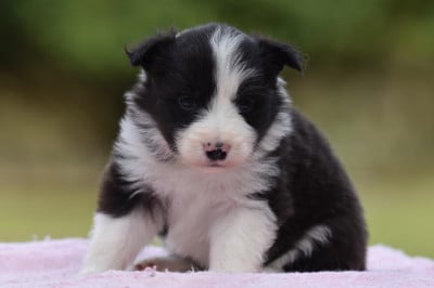 Les chiots de Border Collie