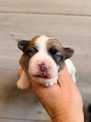 Les chiots de Jack Russell Terrier