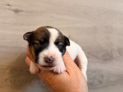 Les chiots de Jack Russell Terrier