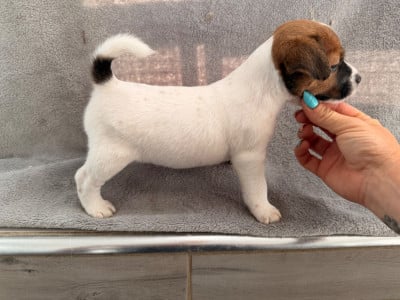Les chiots de Jack Russell Terrier