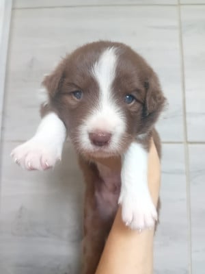 Les chiots de Border Collie