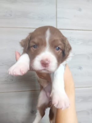 Les chiots de Border Collie