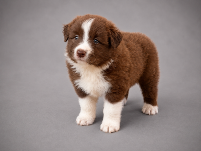 Les chiots de Border Collie