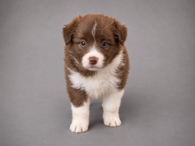Les chiots de Border Collie