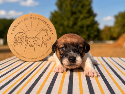 Les chiots de Jack Russell Terrier