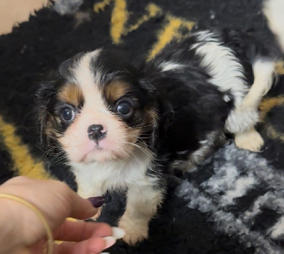 Les chiots de Cavalier King Charles Spaniel