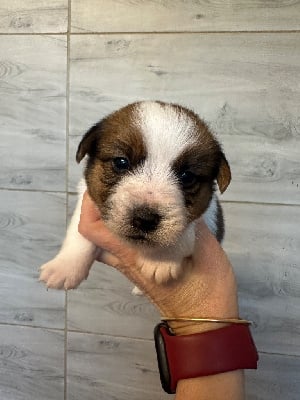 Les chiots de Jack Russell Terrier