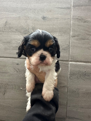 Les chiots de Cavalier King Charles Spaniel