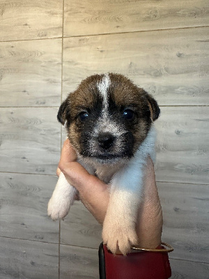 Les chiots de Jack Russell Terrier