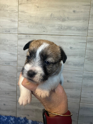Les chiots de Jack Russell Terrier