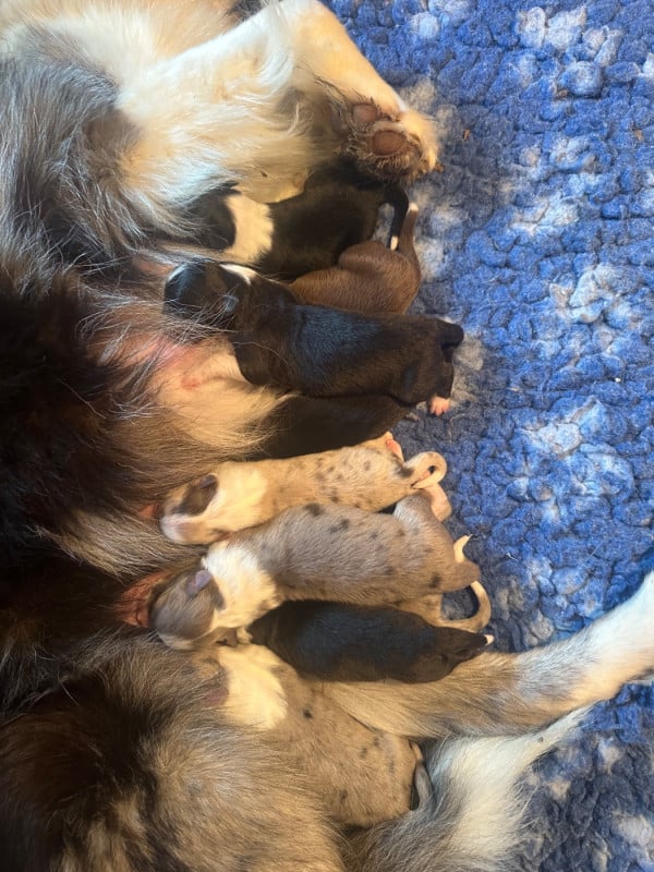 Border Collie - Du Mas Ensoleillé