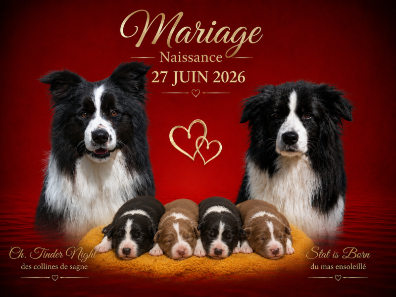 Border Collie - Du Mas Ensoleillé