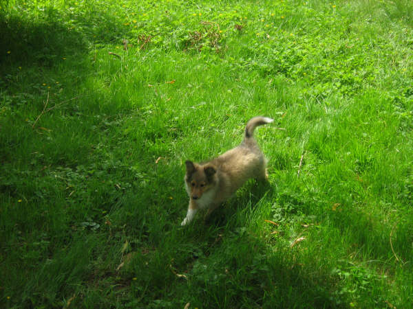 Elfie gold du Grand Pre D'Ortignac