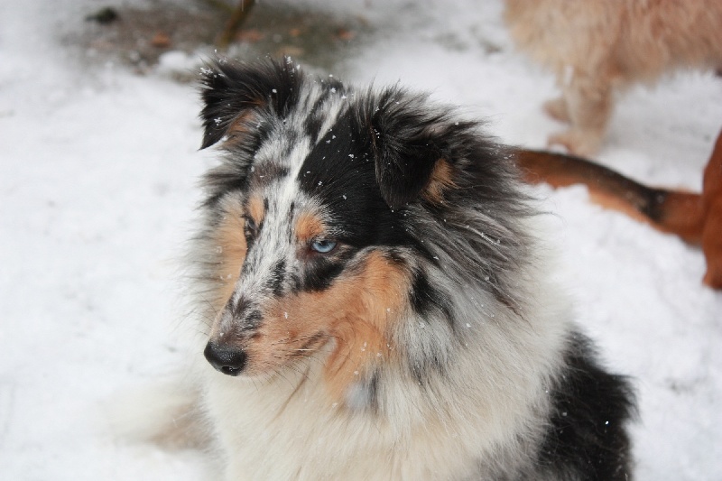 Exotic blue moon De la maison des carmes