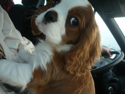 Publication : des Greves du Marloux Auteur : Sylvie Kervella