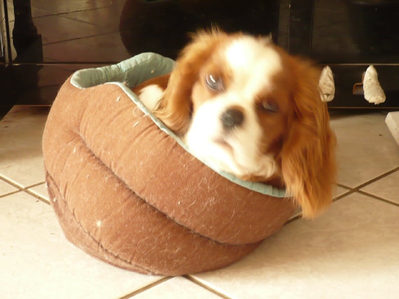 Publication : des Greves du Marloux Auteur : Sylvie Kervella