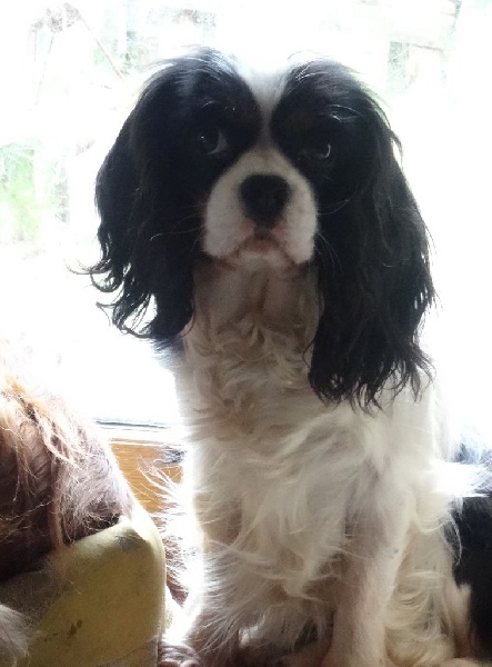 Florenthyne chatillon des Greves du Marloux