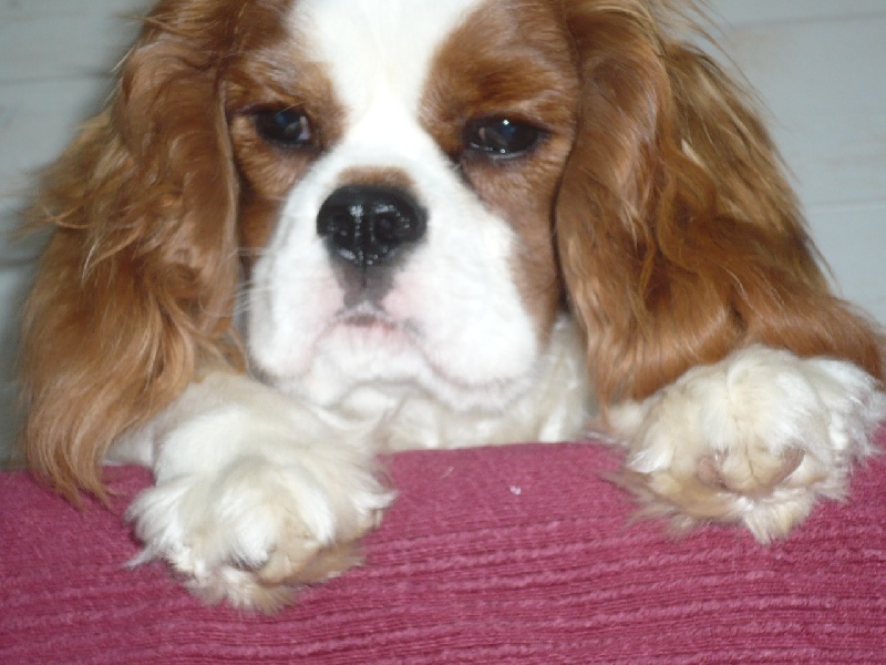 Publication : des Greves du Marloux Auteur : Sylvie Kervella