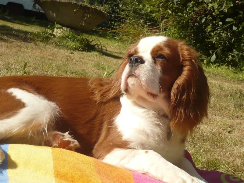 Publication : des Greves du Marloux Auteur : Sylvie Kervella