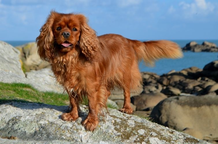 Gabhanna parker doll (dite ella) des Greves du Marloux