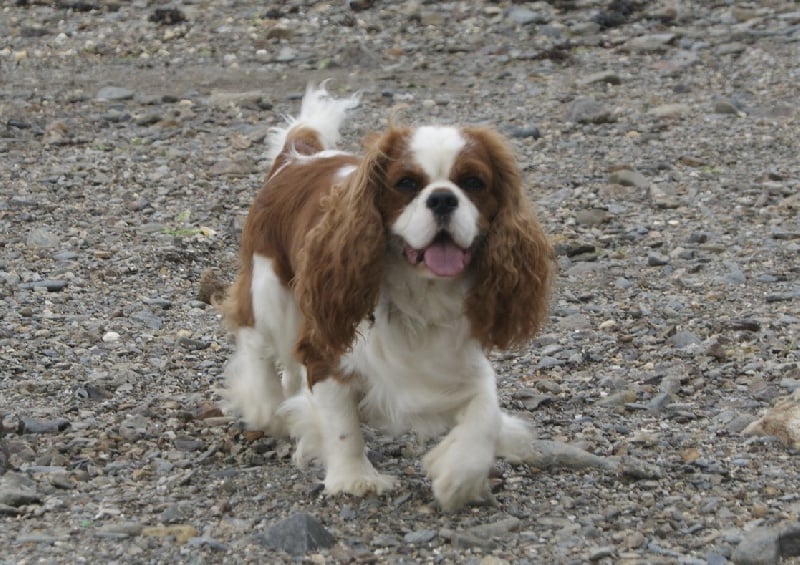 Publication : des Greves du Marloux Auteur : Sylvie Kervella