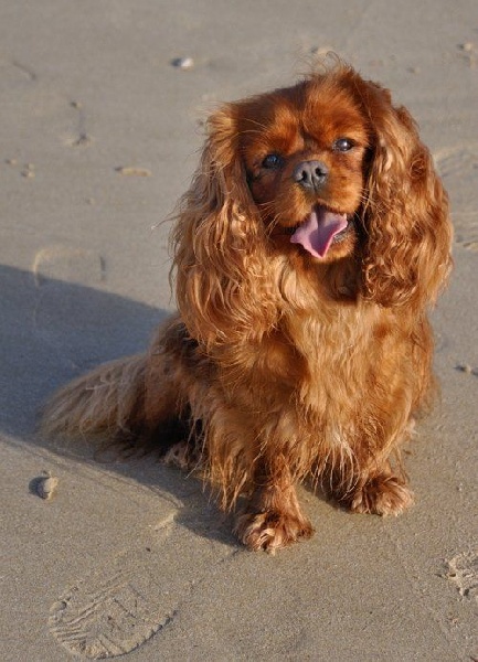 Gabhanna parker doll (dite ella) des Greves du Marloux