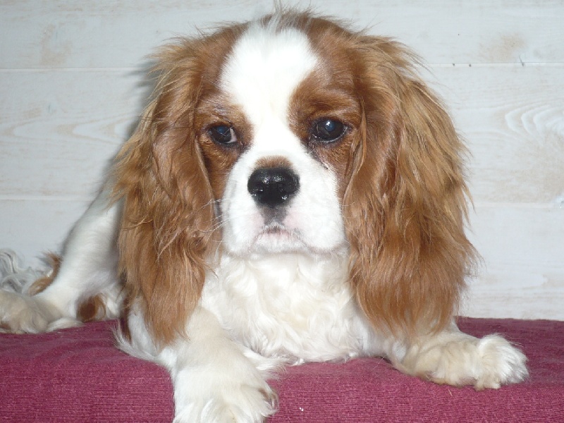 Publication : des Greves du Marloux Auteur : Sylvie Kervella