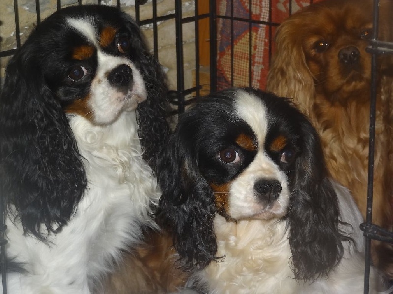 Florenthyne chatillon des Greves du Marloux