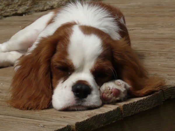 Publication : des Greves du Marloux Auteur : Sylvie Kervella