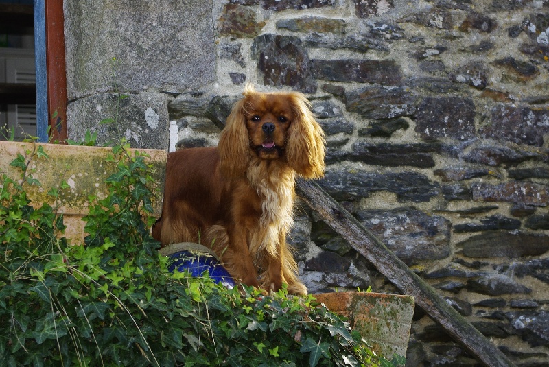 Gabhanna parker doll (dite ella) des Greves du Marloux