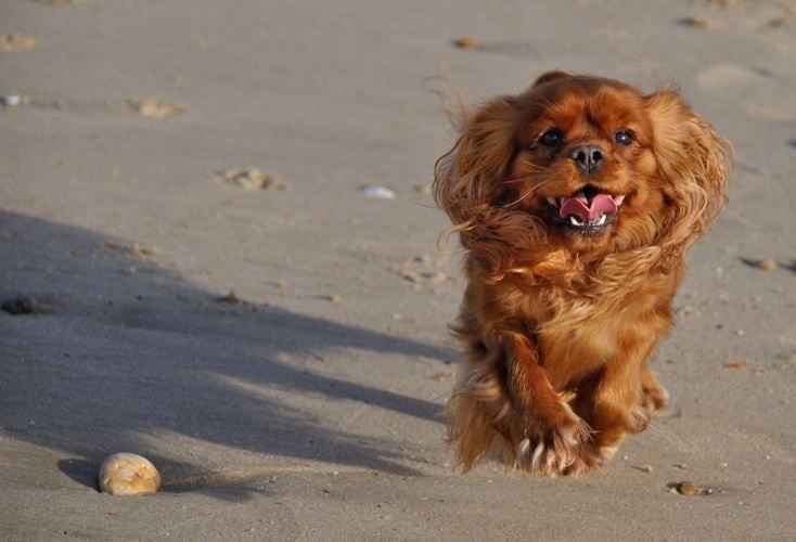 Gabhanna parker doll (dite ella) des Greves du Marloux