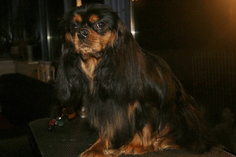 Publication : des Greves du Marloux Auteur : Sophie Lecuyer