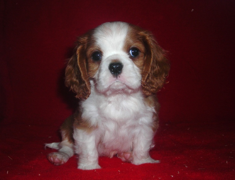 Publication : des Greves du Marloux Auteur : Sylvie Kervella