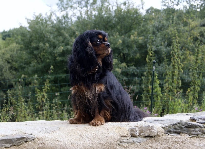 Publication : des Greves du Marloux Auteur : Sophie Lecuyer