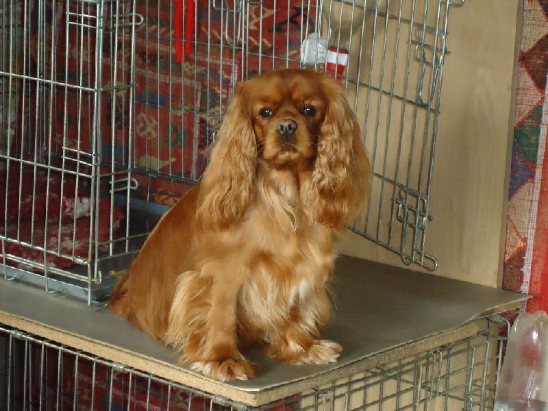 Gabhanna parker doll (dite ella) des Greves du Marloux