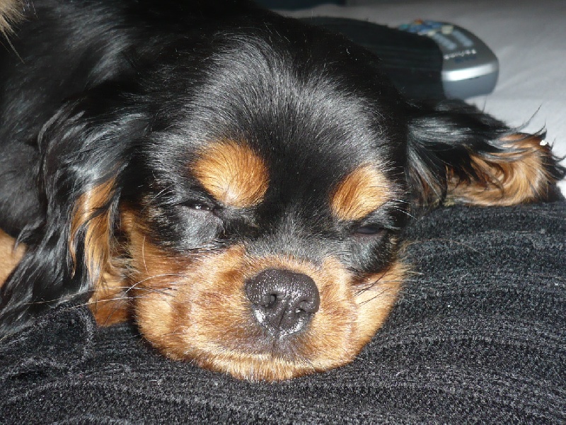 Publication : des Greves du Marloux Auteur : Sophie Lecuyer