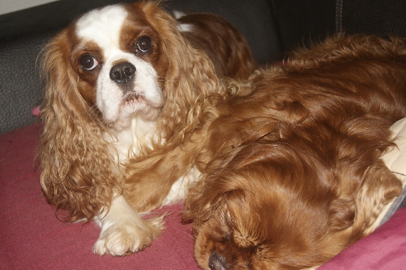 Publication : des Greves du Marloux Auteur : Sylvie Kervella