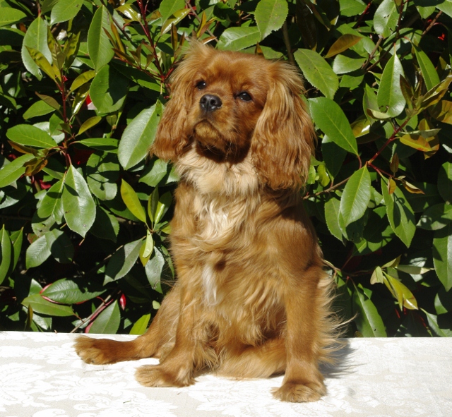 Gabhanna parker doll (dite ella) des Greves du Marloux