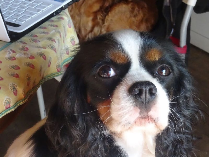 Florenthyne chatillon des Greves du Marloux