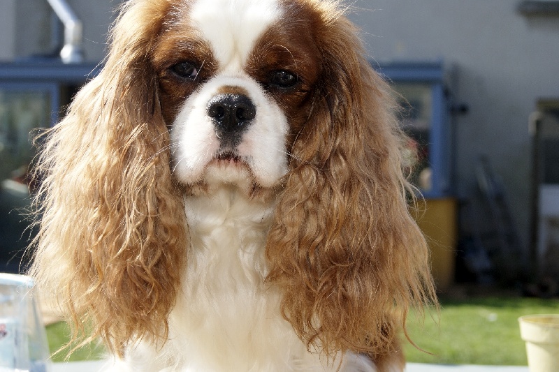 Publication : des Greves du Marloux Auteur : Sylvie Kervella