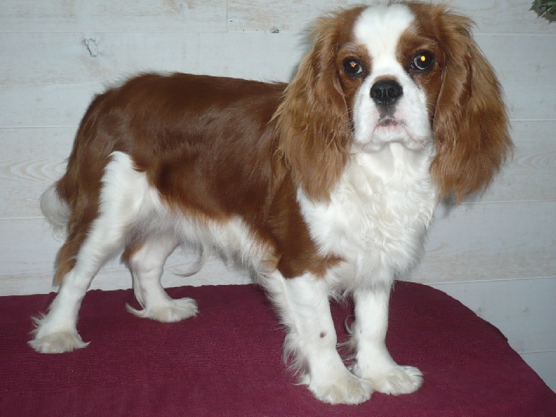 Publication : des Greves du Marloux Auteur : Sylvie Kervella