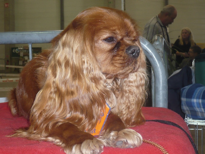 Django (sans affixe) des petits Anges de Sophie - 3ème excellent en classe Jeune