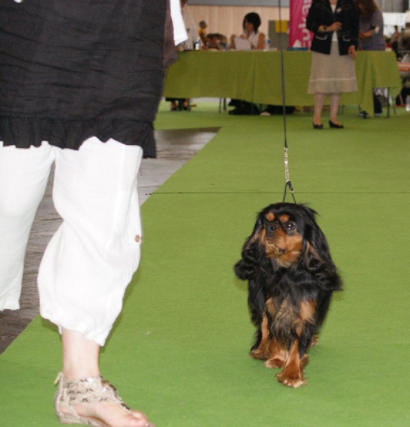 Emilou haris des marais de Bremes - Très Bon