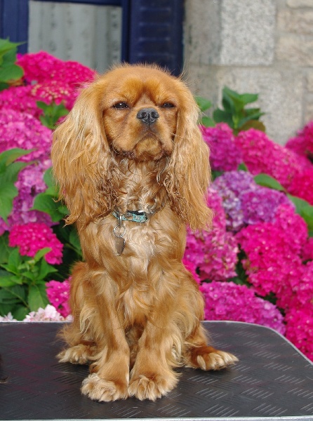 Django (sans affixe) des petits Anges de Sophie - 2ème Excellent Classe Jeune